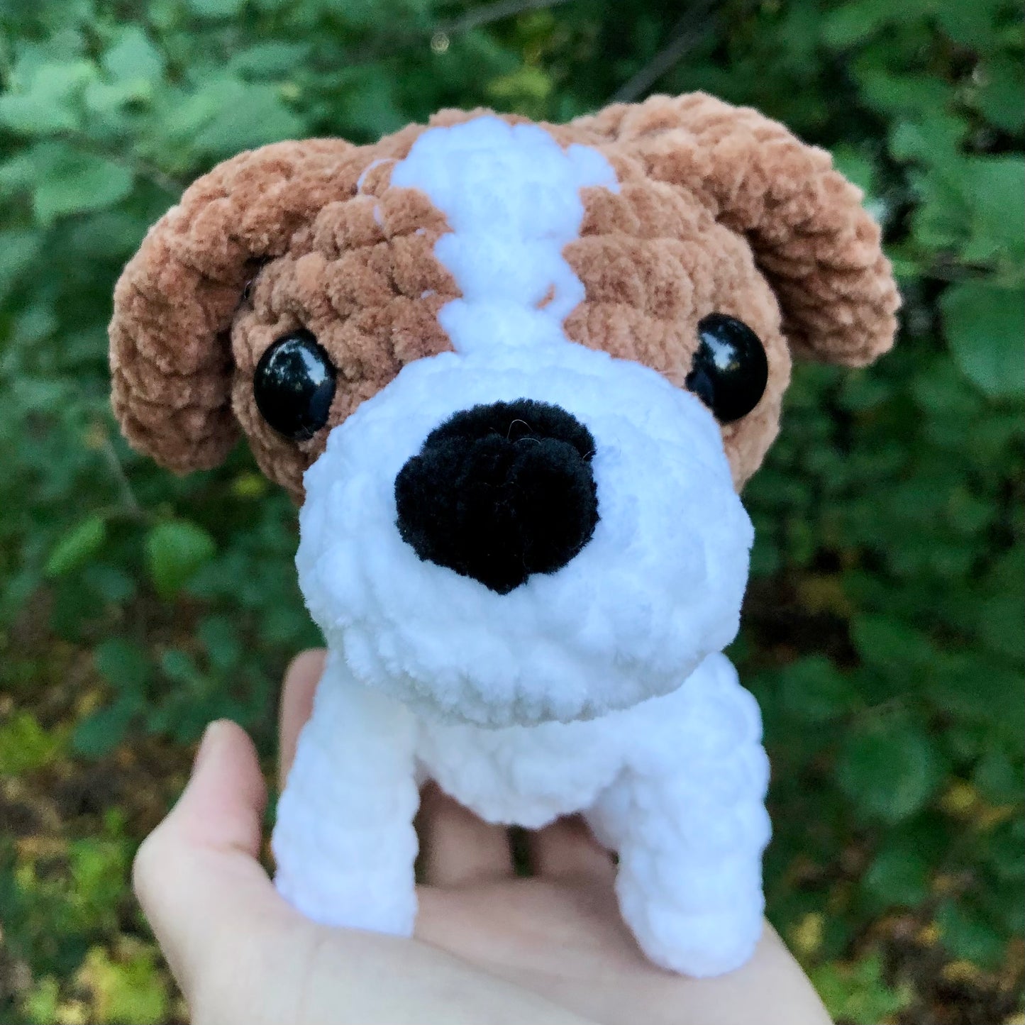 Jack Russell Terrier
