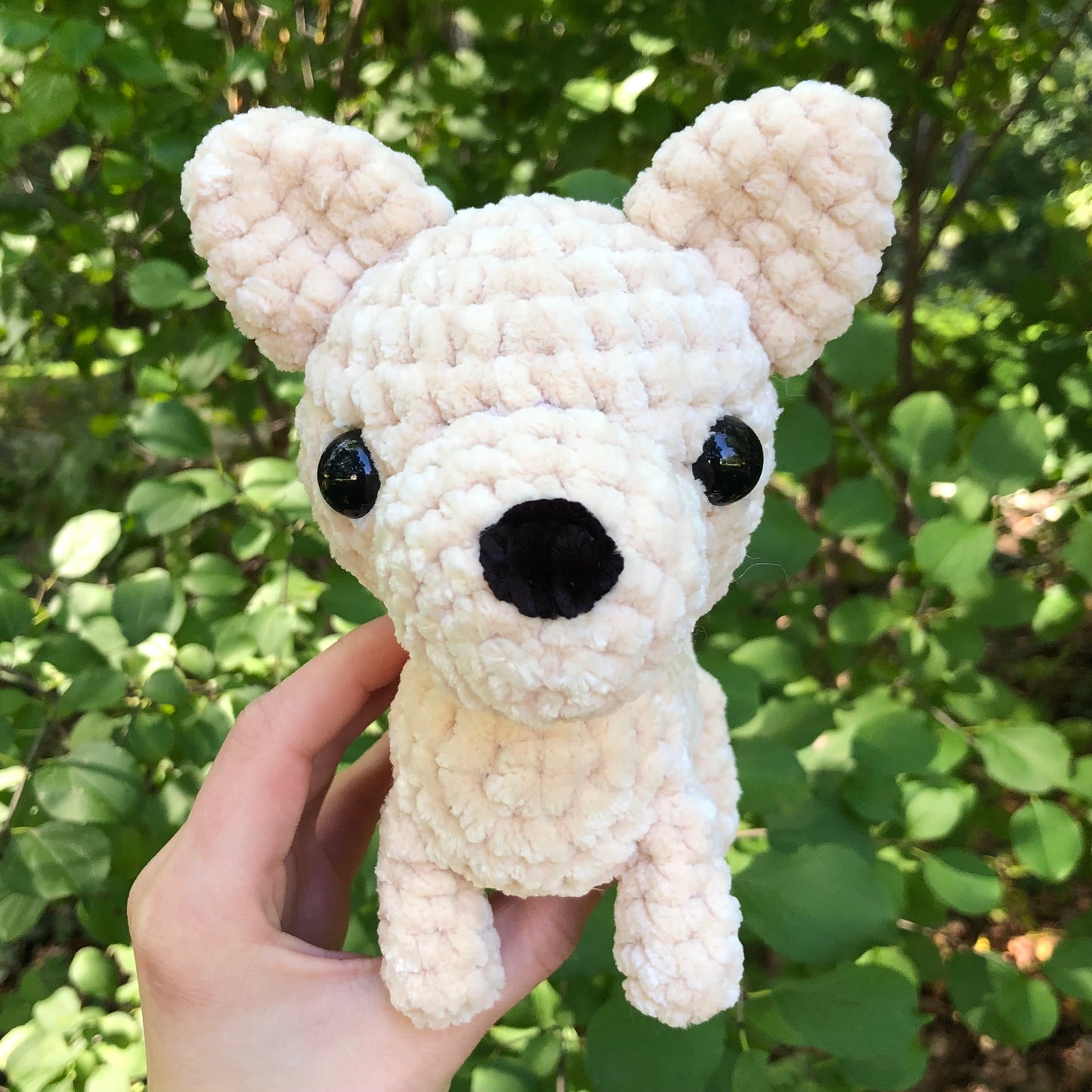 Chihuahua