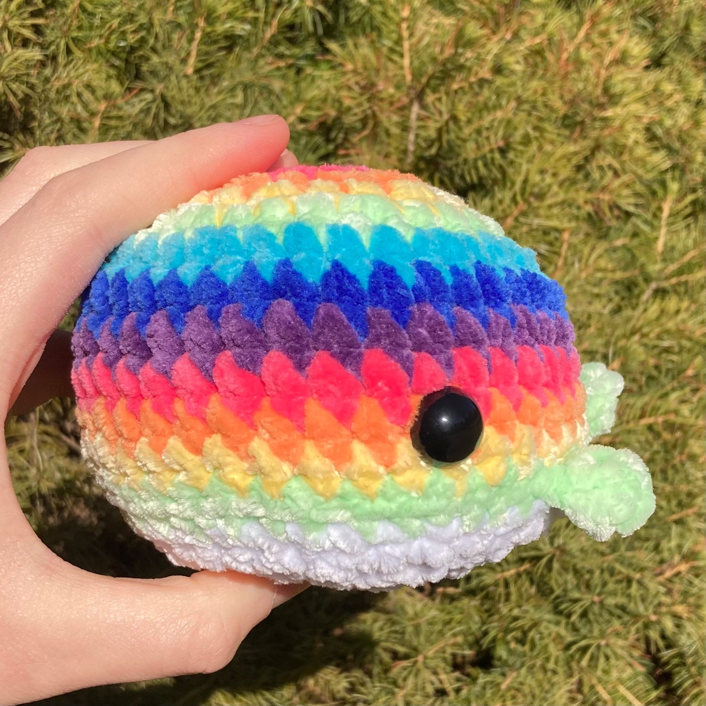 Rainbow Whale