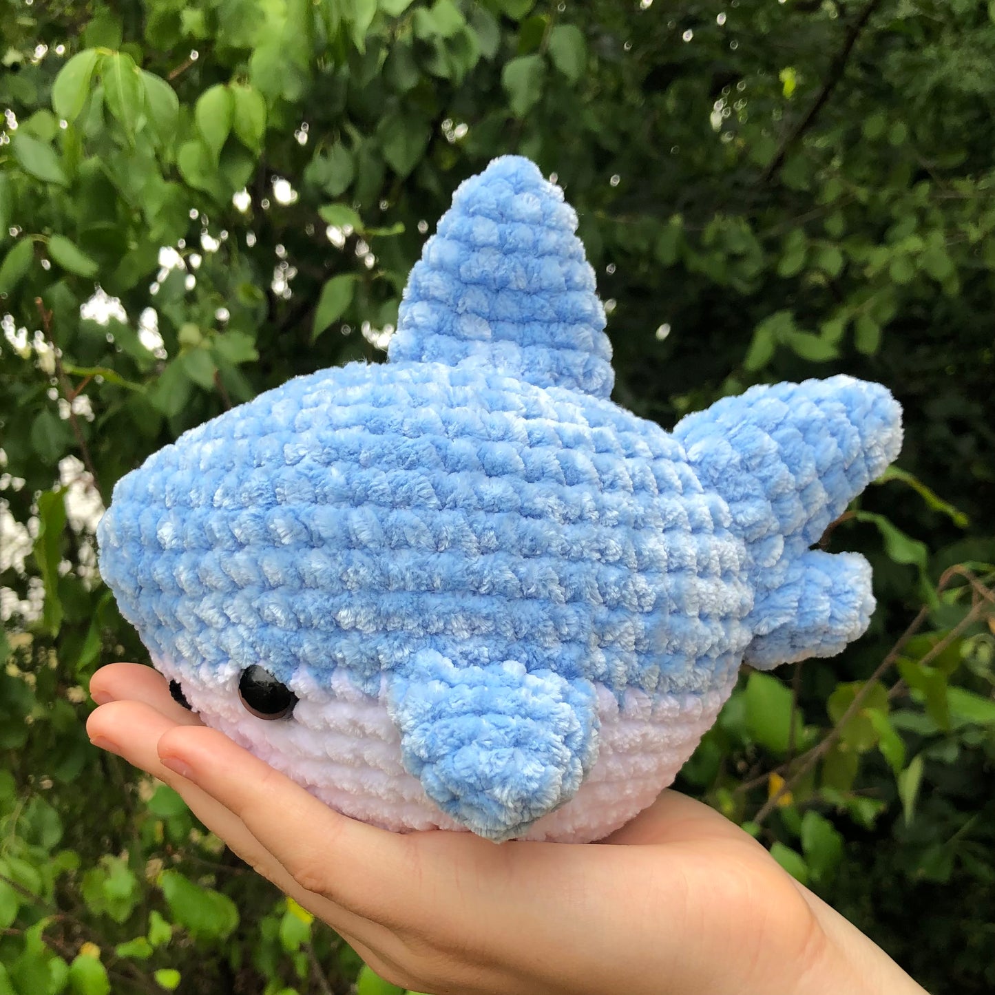 Blue Shark
