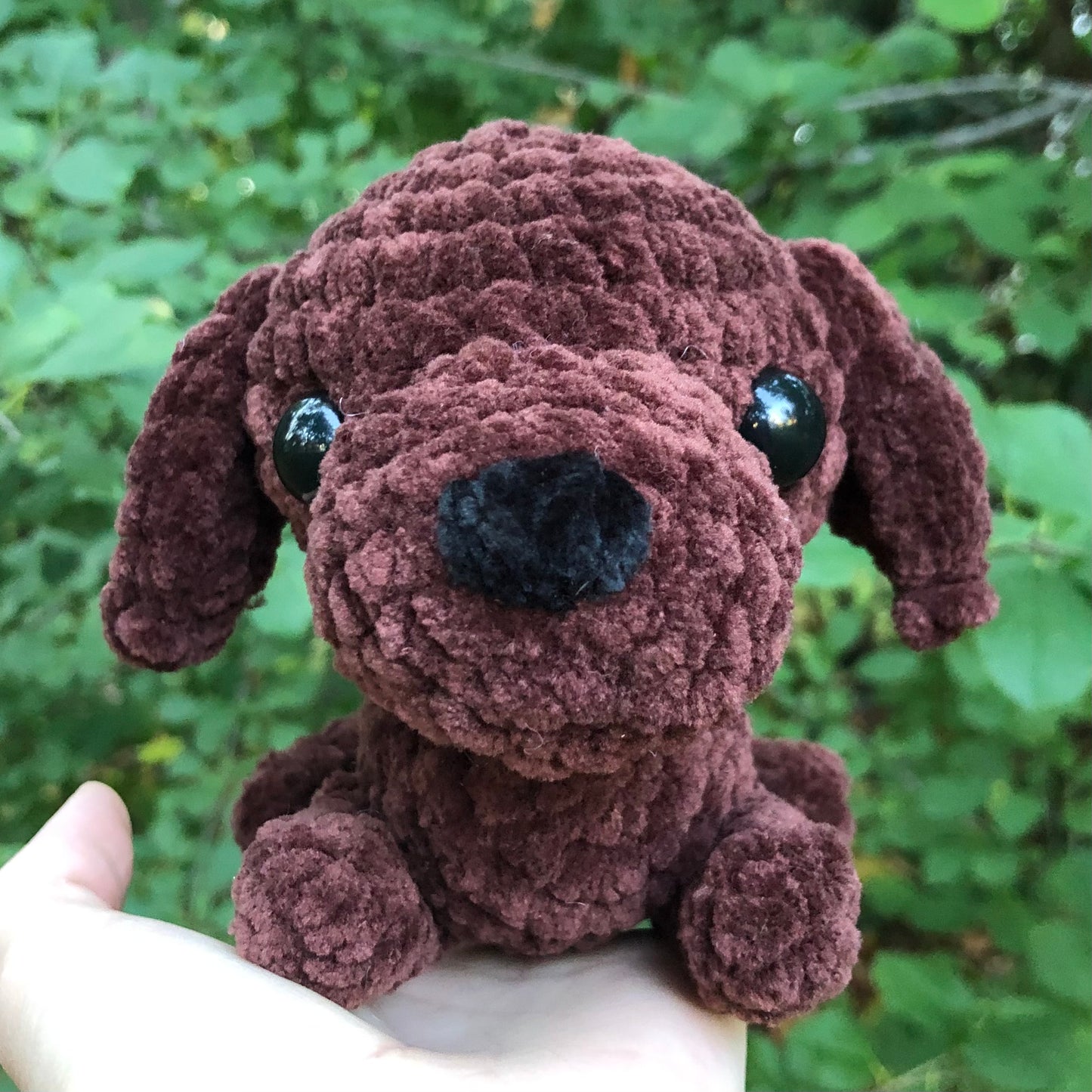 Chocolate Lab