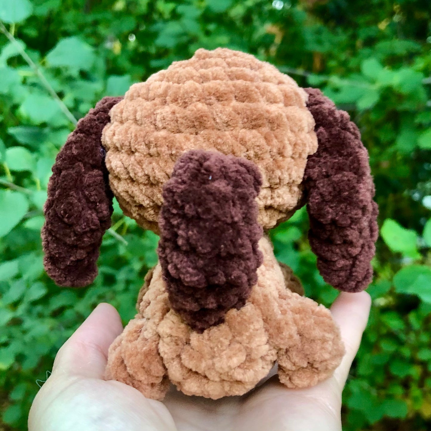 Dachshund