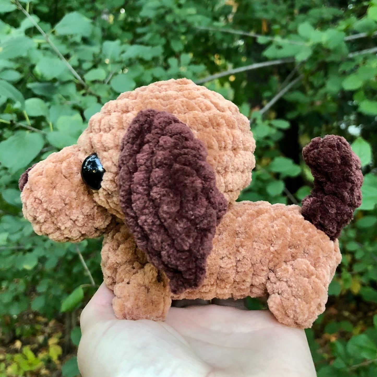 Dachshund