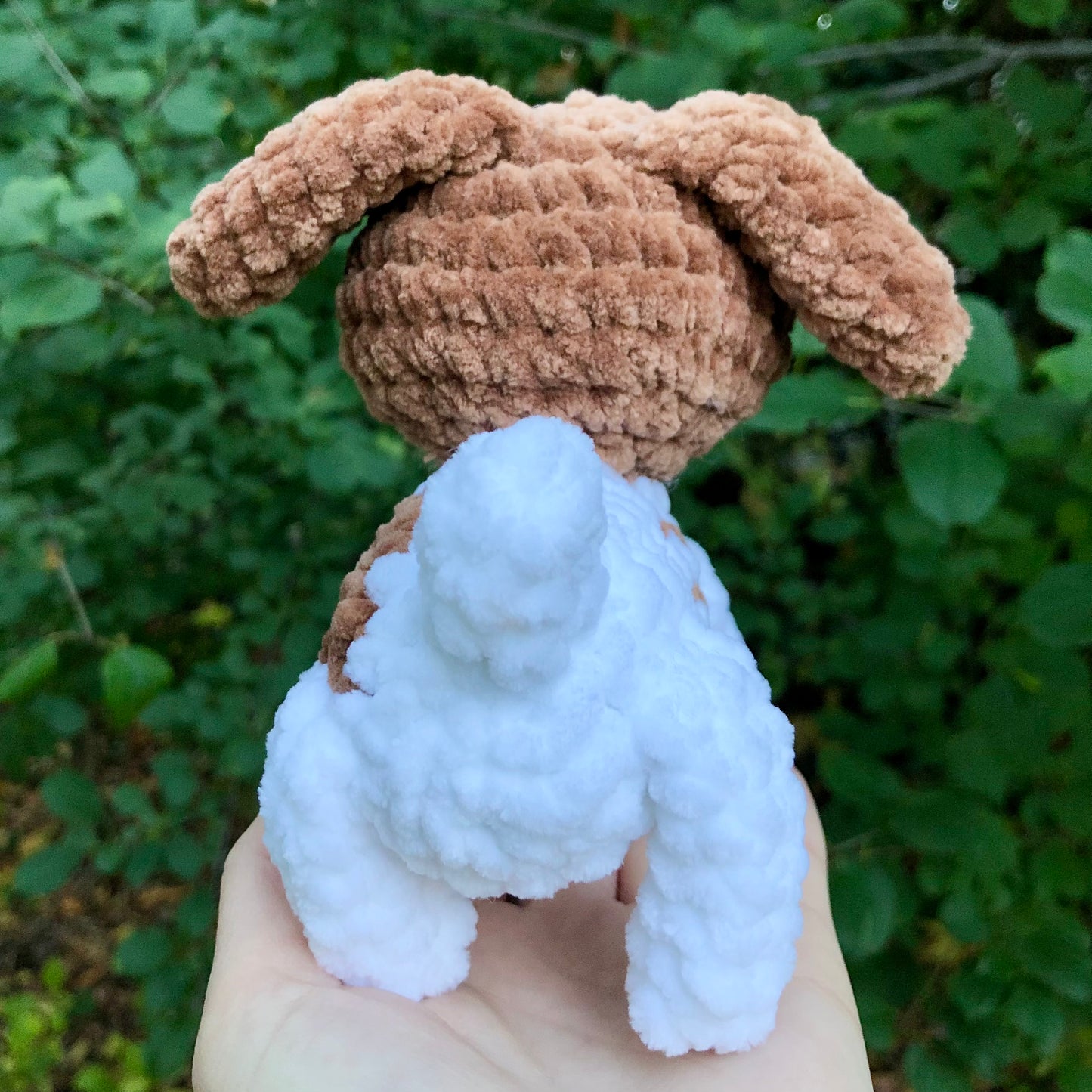 Jack Russell Terrier